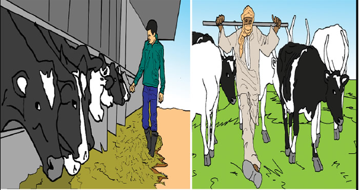 Ranching path to food security - nigeria newspapers online