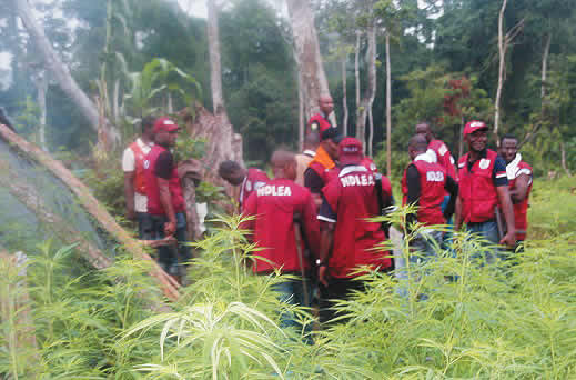 Ndlea busts snake-guarded shrine used to store illicit drugs arrests 2 in edo - nigeria newspapers online