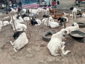 Sallah ram sellers attribute high prices to insecurity transportation - nigeria newspapers online