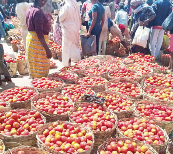 Nigeria daily reasons why nigerians can no longer afford tomatoes - nigeria newspapers online