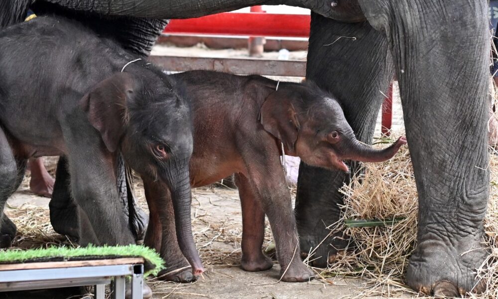 Rare elephant twins born in dramatic birth in Thailand