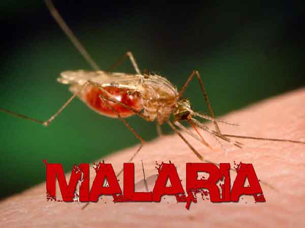 Nddc leads fight against malaria calls for collaboration - nigeria newspapers online