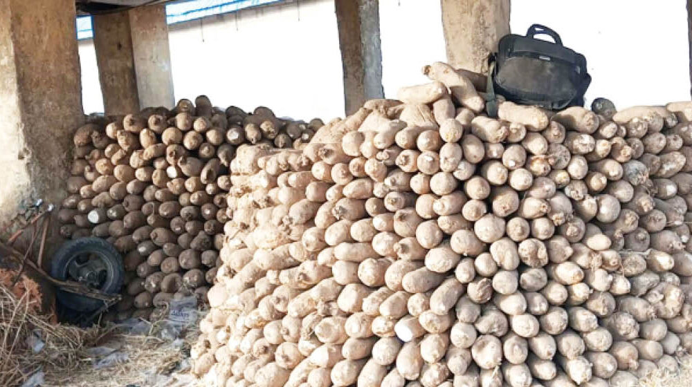 Why nigerian yams are rejected in foreign markers agronomist - nigeria newspapers online