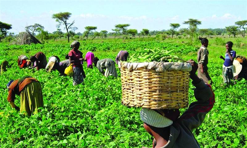 Farmers predict worsening food crisis blame fuel subsidy removal insecurity - nigeria newspapers online