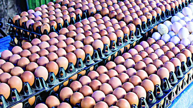 Poultry farmers blame egg price hike on scarcity feed cost - nigeria newspapers online