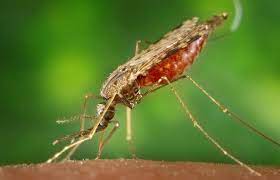 Allocate more funds to fight malaria tb hiv ngo tells govt - nigeria newspapers online