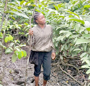 Kano, Kaduna tomato farmers equipped to tackle Tuta absoluta