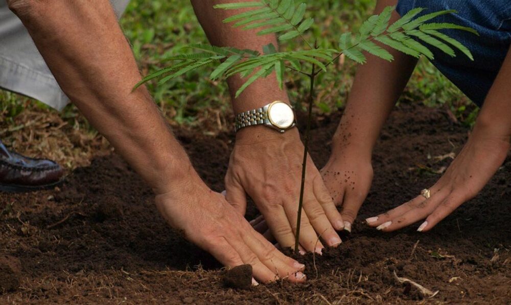 Nestle volunteers plant 1000 trees to improve climate - nigeria newspapers online