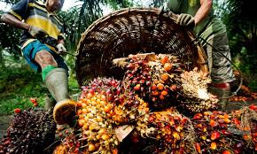 Palm oil importation gulps 0m annually -nppan - nigeria newspapers online