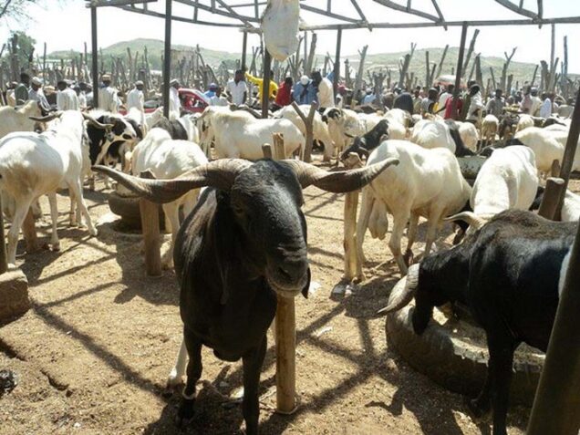 Eid el-adha bauchi residents lament hike in ram prices - nigeria newspapers online