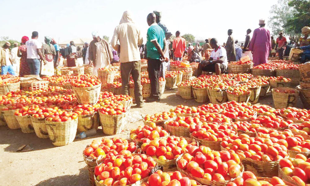 Prices of perishable items crash in yobe borno adamawa - nigeria newspapers online