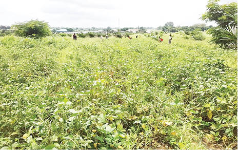 Experts outline steps as farmers begin cowpea planting - nigeria newspapers online