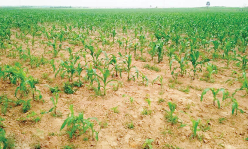 Niger terrorists move into homes of displaced residents plant crops on their farms - nigeria newspapers online