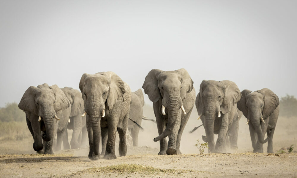 Drought forces zimbabwe to cull 200 elephants for food - nigeria newspapers online