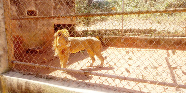 Lion mauls handler to death at obasanjos zoo - nigeria newspapers online