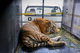 Missing zoo tiger captured in mexico after weeklong search independent newspaper nigeria - nigeria newspapers online