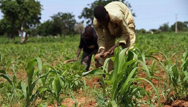 Niger to prosecute blacklist defaulters of agricultural - nigeria newspapers online