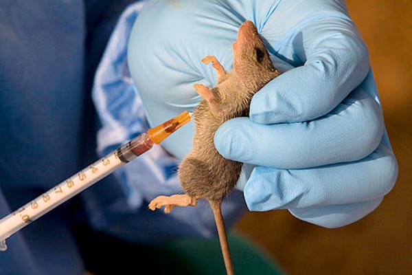 Lassa fever will become history in nigeria vc - nigeria newspapers online