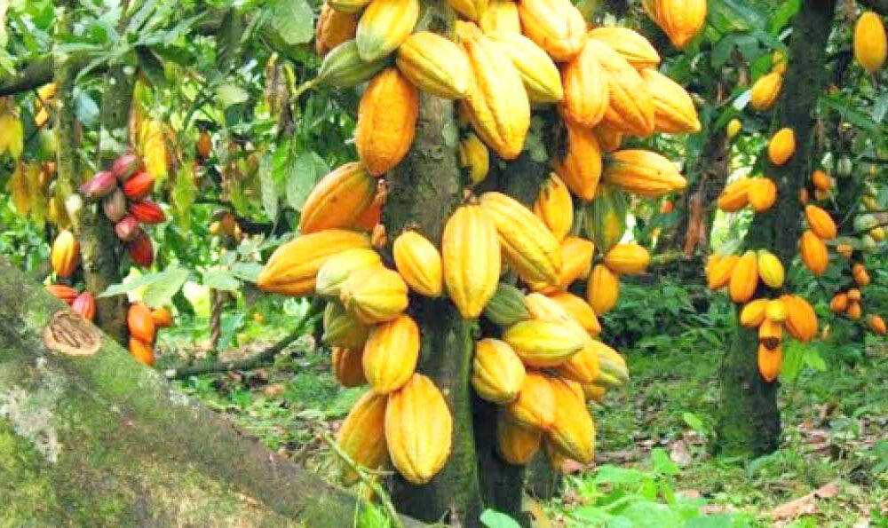 Why cocoa farmers are relocating from edo - nigeria newspapers online