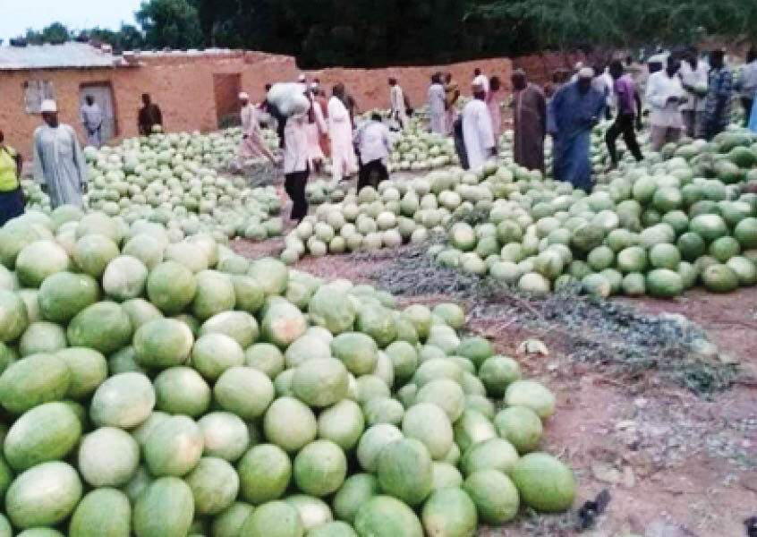 How sesame melon farmers made fortunes in taraba - nigeria newspapers online