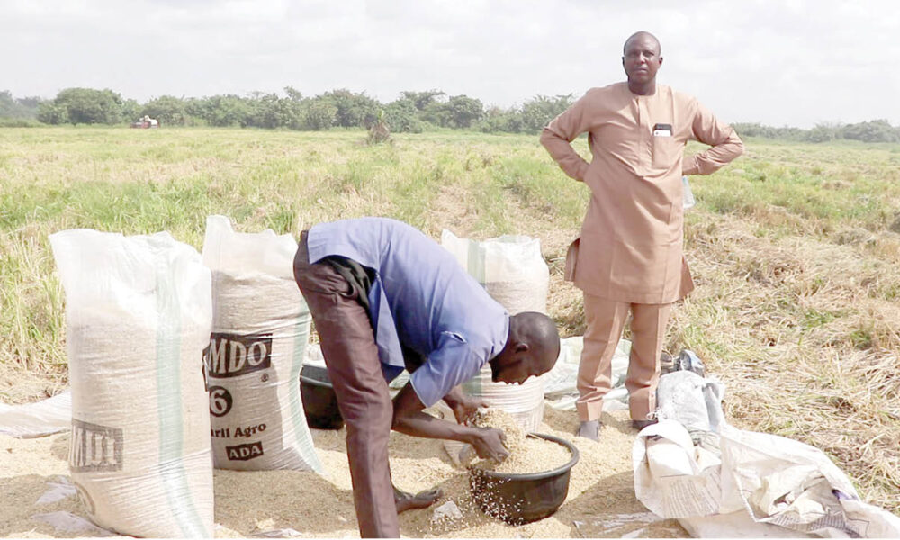 How okada riders changed rice farming in lagos ogun - nigeria newspapers online