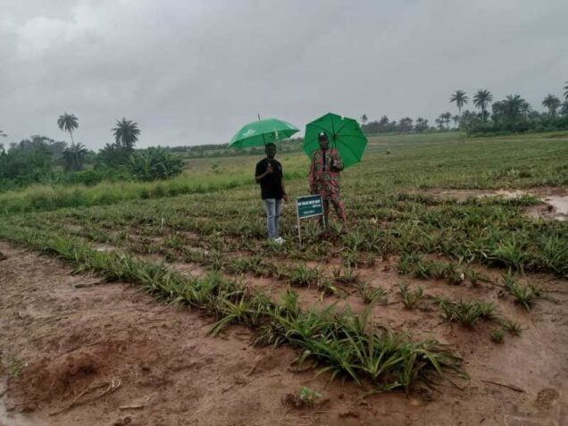 200 farmers secure pineapple farms in davidorlahs bold expansion plan in ogun - nigeria newspapers online