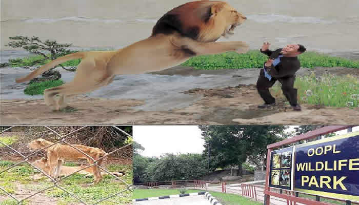 From carer to prey how negligence fuels lions deadly attacks on zookeepers - nigeria newspapers online