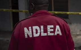 Ndlea nabbs canadian lady adrienne at lagos airport - nigeria newspapers online