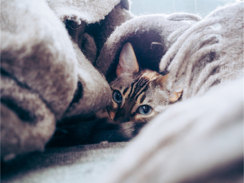 A cat trying to catch a bird, used to illustrate a point in the article