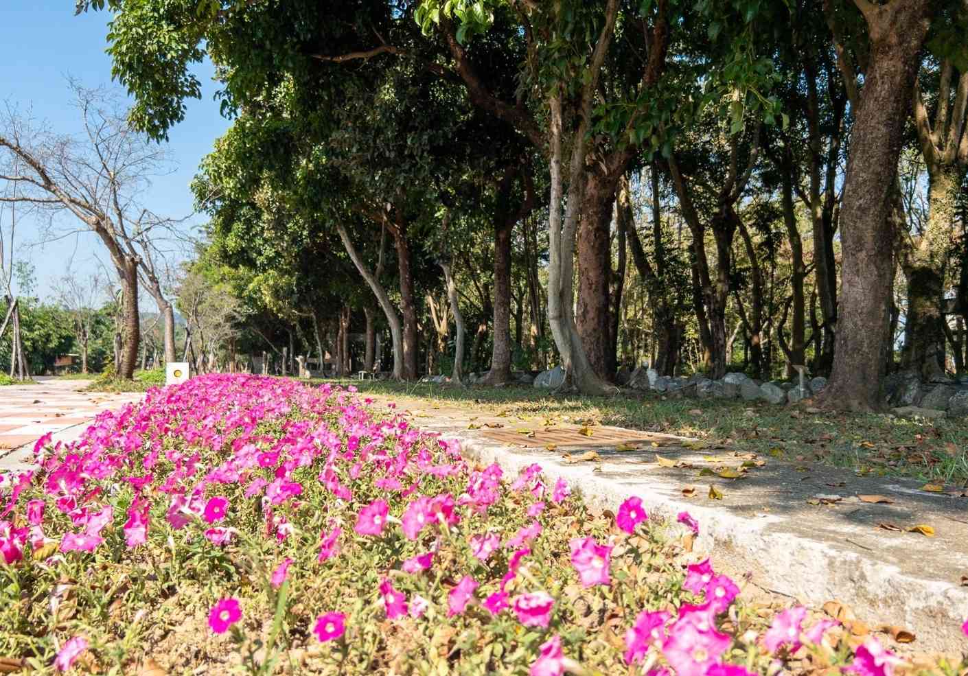 台中國際花毯節華麗登場 上千民眾湧新社賞花