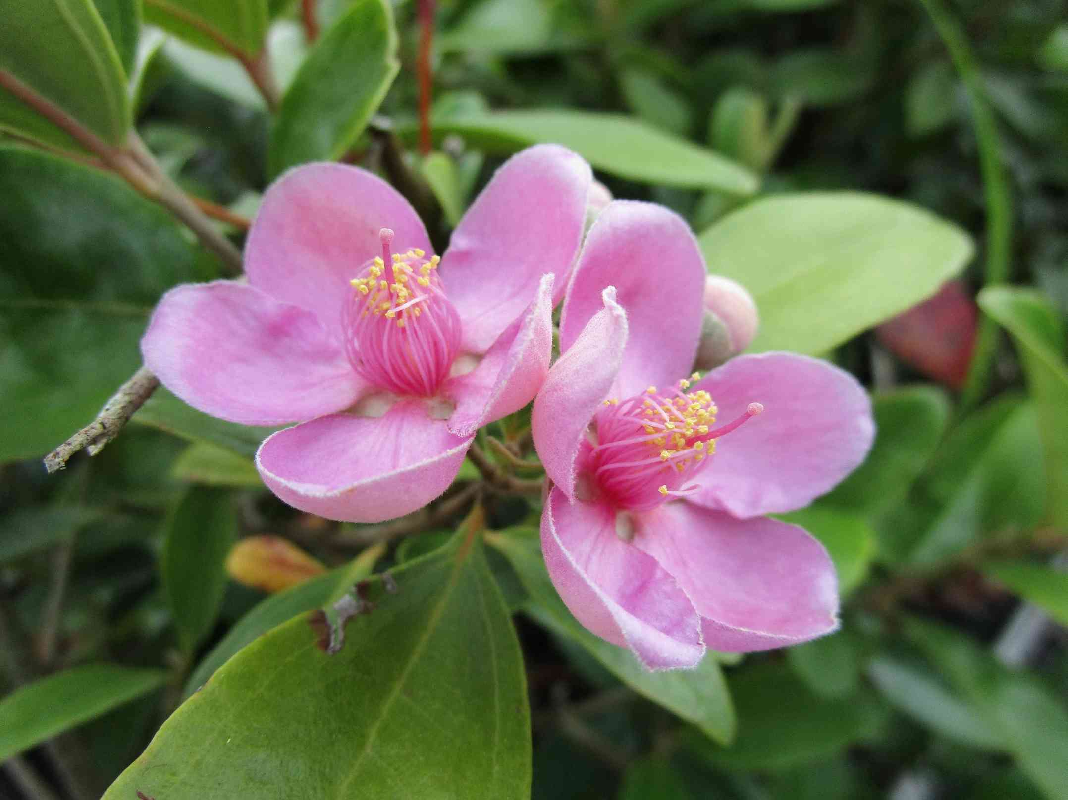 「橡實」植物好夯！南投林管處發票換樹苗