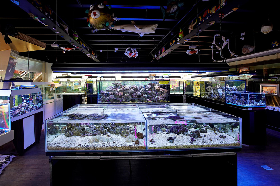 延續對寵物的「愛」魚中魚32週年慶呼籲勿棄養