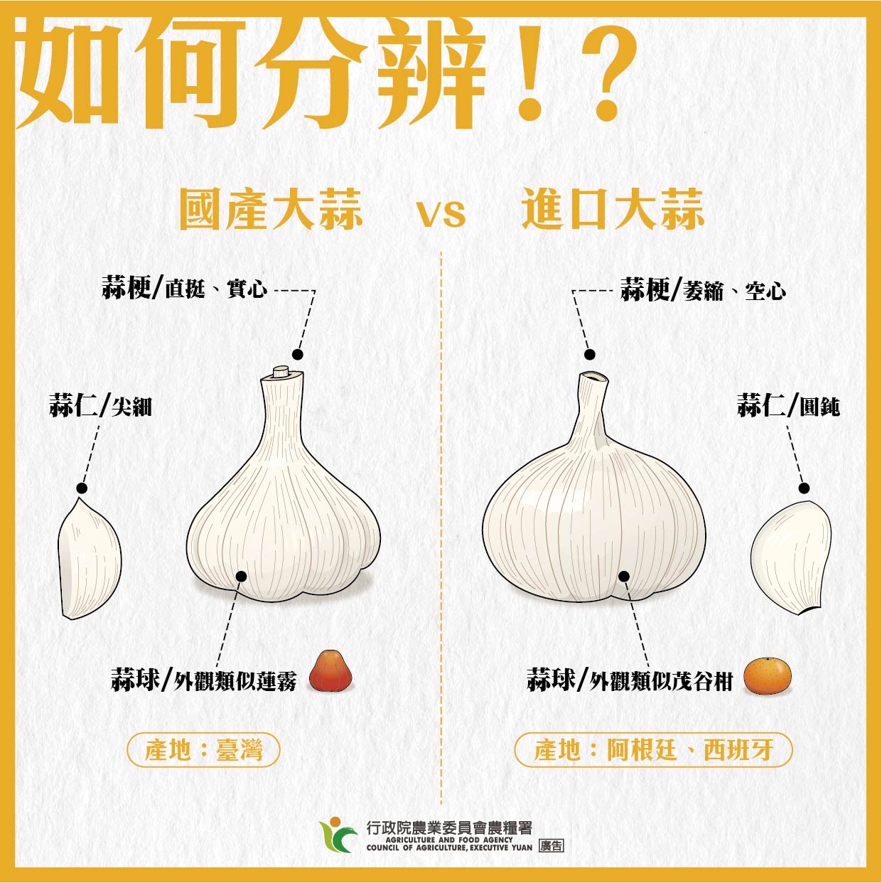 國產大蒜新鮮上市 消費者不妨多多選購