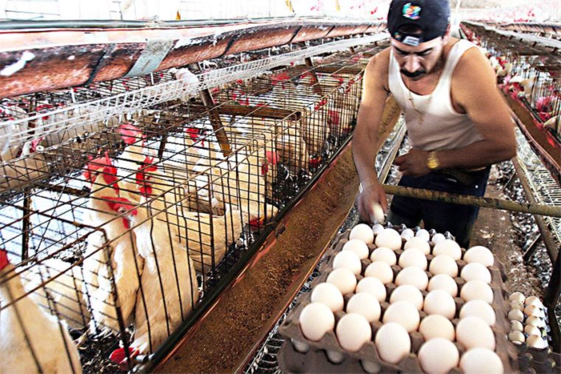 Gripe aviar: no hay contagio a través del consumo de huevos ni aves