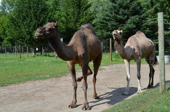 Two camels at the Bowmanville Zoo.