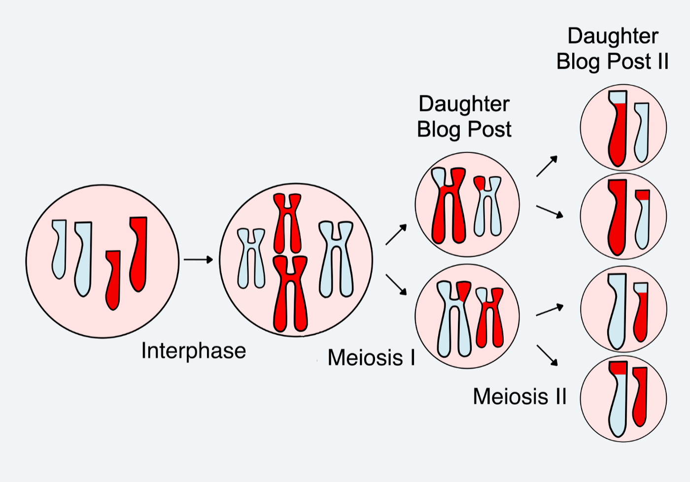 Diagram depicting cell divison by meiosis but the "daughters" are labelled "Daughter Blog Post" and the next generation "Daughter Blog Post II."