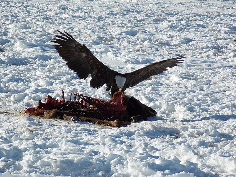 Bald eagle eating a dead elk on a snowy field.