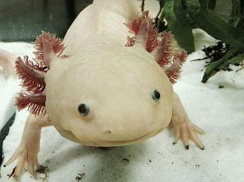 An axolotl.