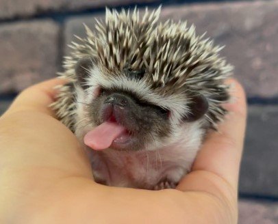 ハリネズミと触れ合うカフェsumoa | 西日本新聞めくると