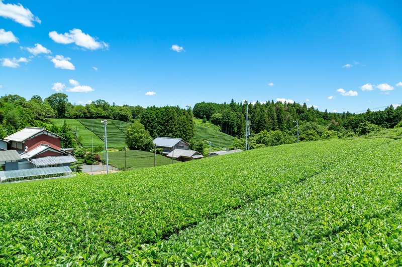 京都南山城村　茶畑