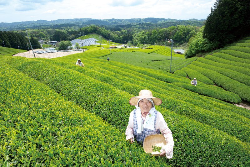 京都南山城村　茶畑とおばあちゃん