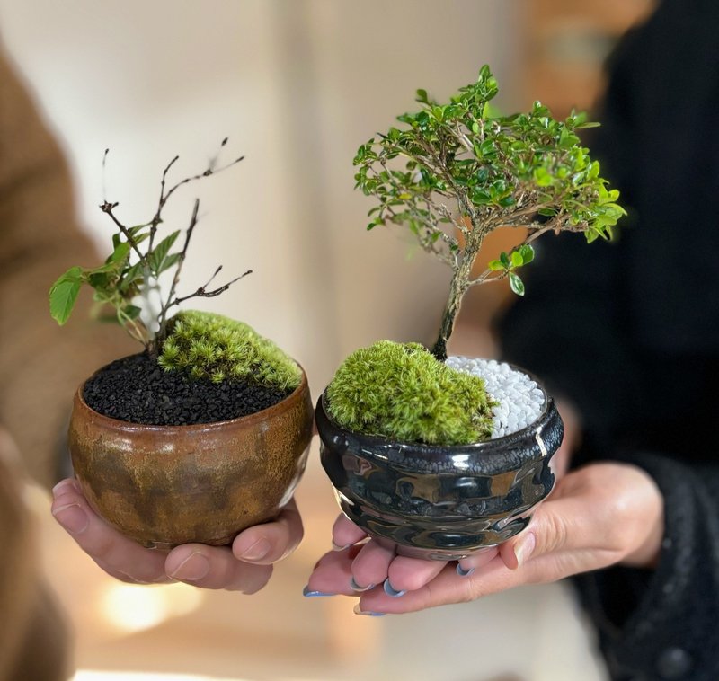 盆栽は家族の一員」 櫻木千絵さん | 西日本新聞めくると