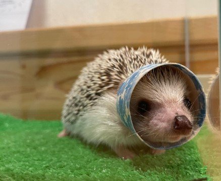 ハリネズミと触れ合うカフェsumoa | 西日本新聞めくると
