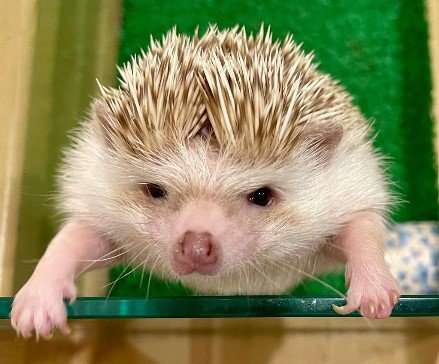 ハリネズミと触れ合うカフェsumoa | 西日本新聞めくると