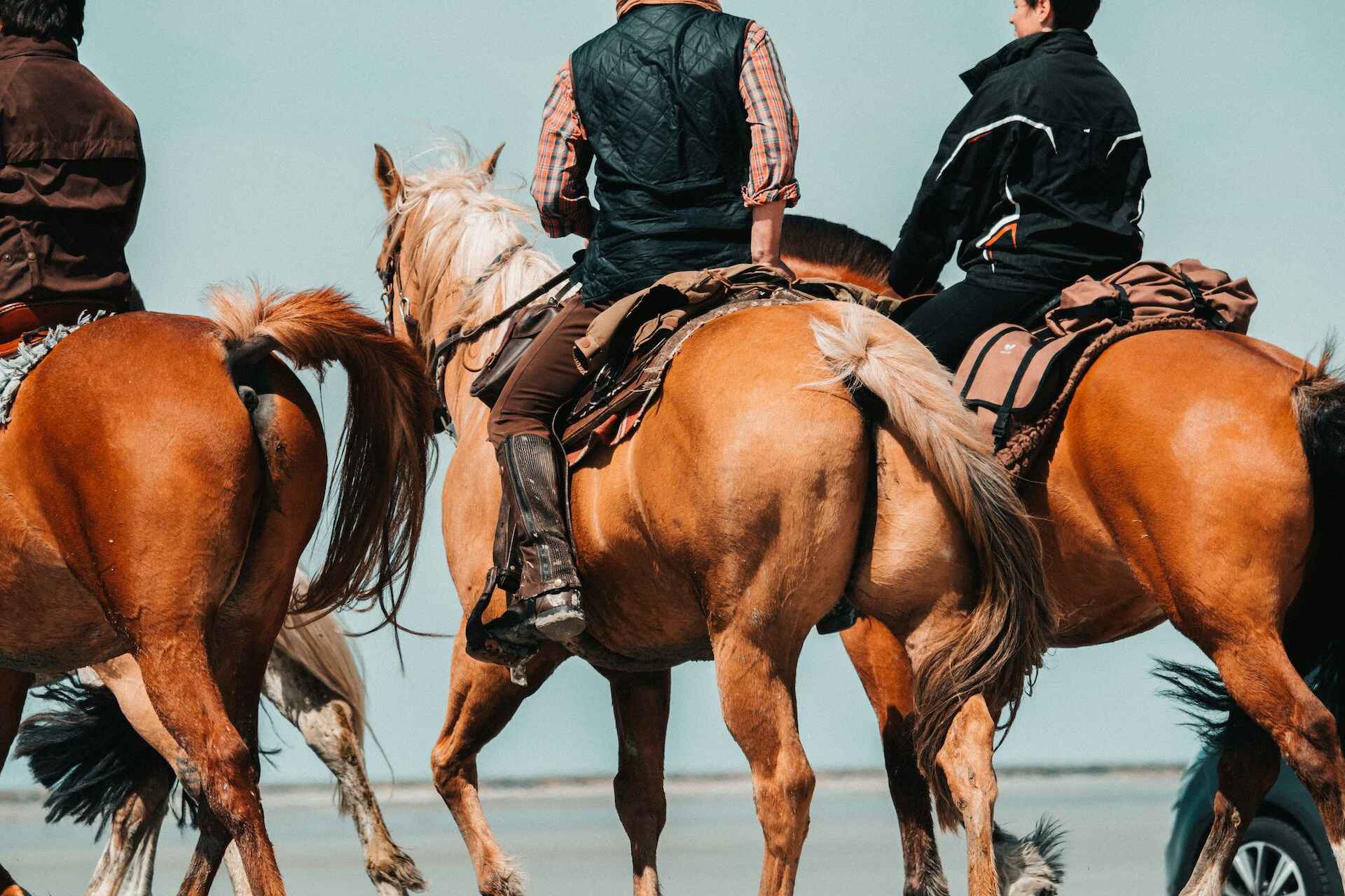 Boekingssoftware voor paardrijden