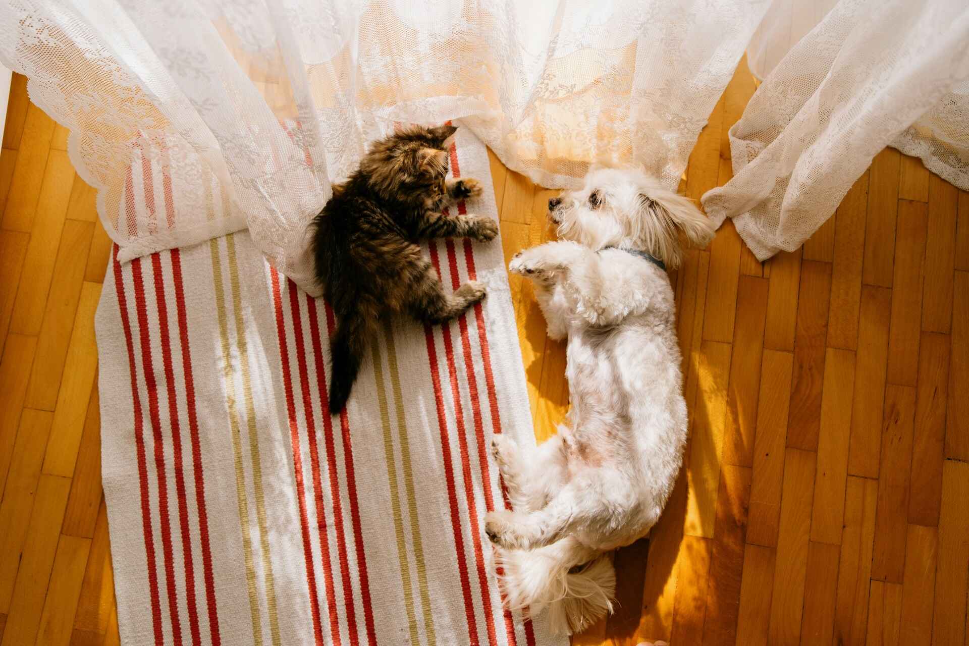 Dierenhotel boekingssoftware