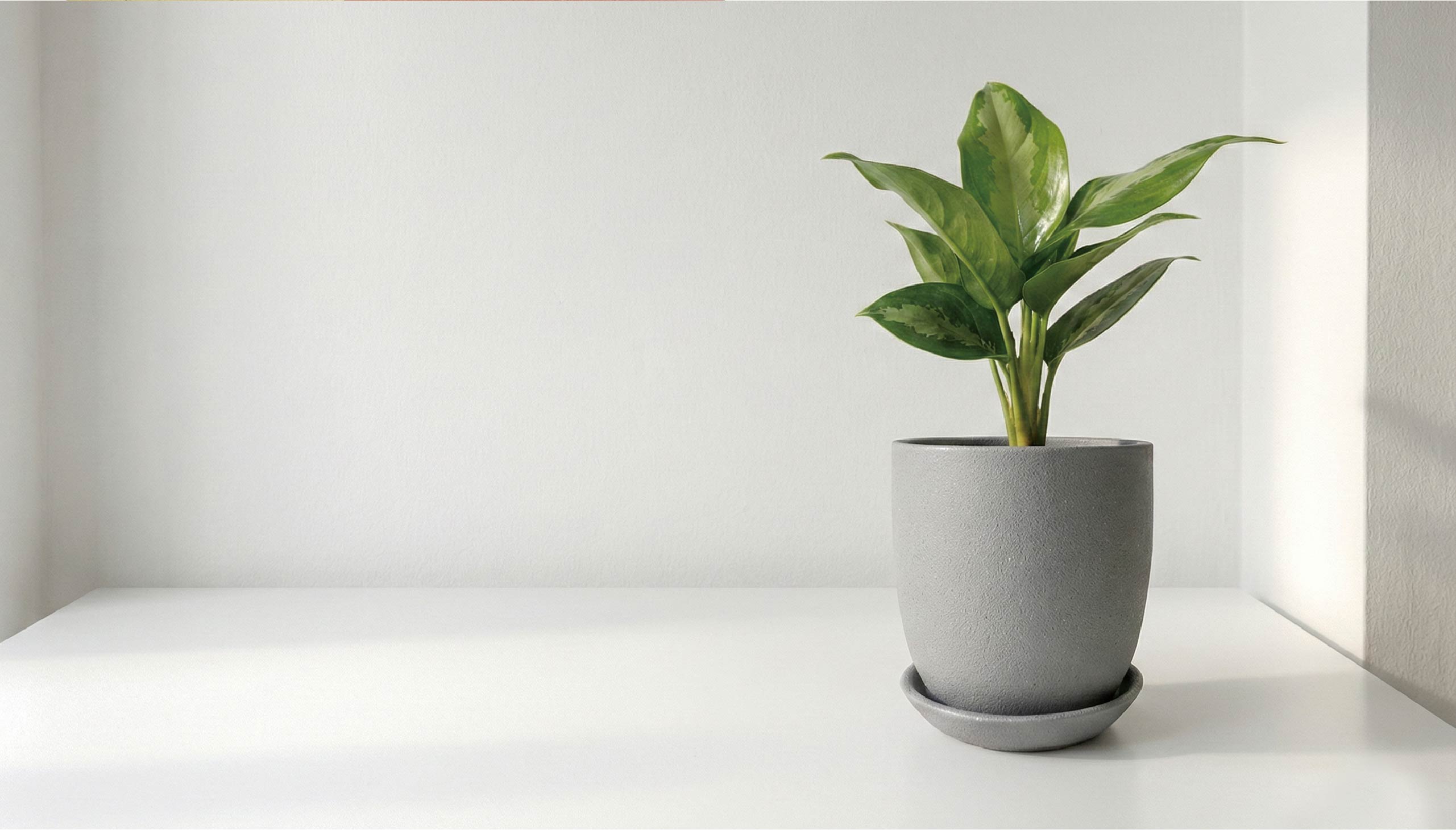 為室內空間而生的水耕盆栽