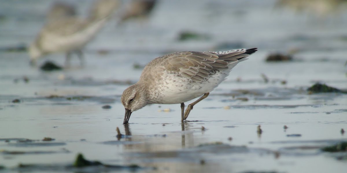 Volwassen kanoet die op het wad naar eten zoekt