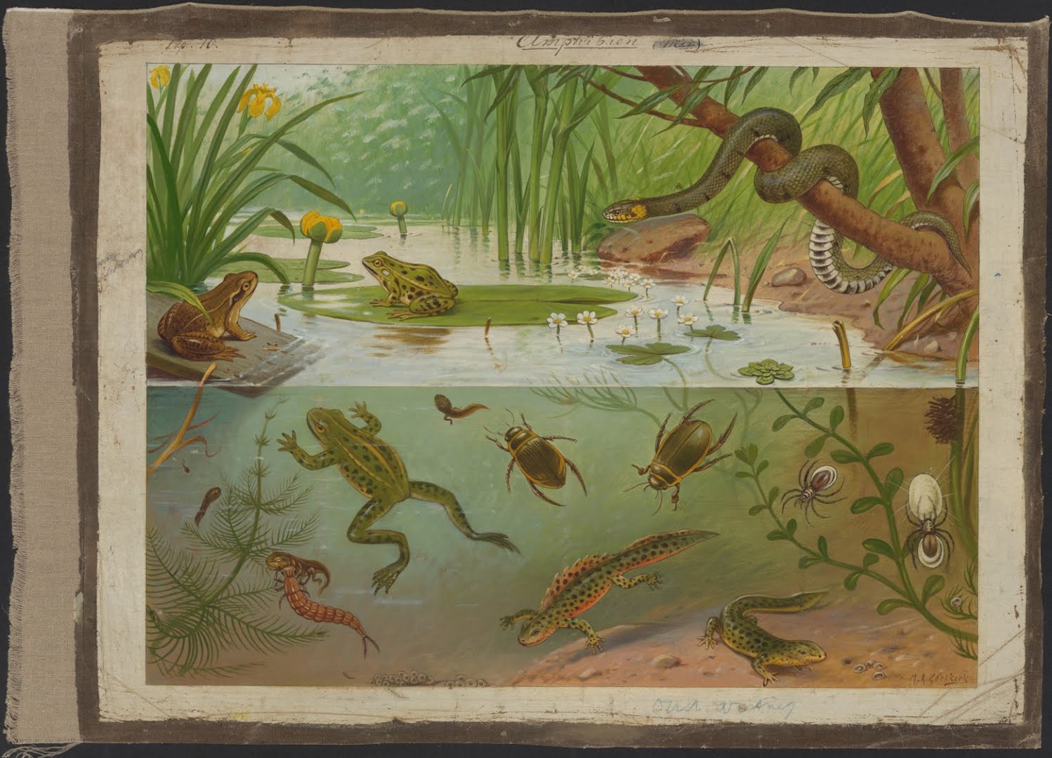 ‘In sloot en plas’. Olieverfschilderij op linnen van M.A. Koekkoek - schoolplatenserie ‘Dieren in hun omgeving’, ca. 1913.