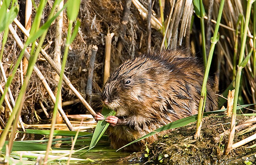 Muskusrat